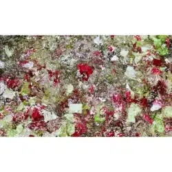 kronen gewa 2600 eco csm food processing technology washing mixed salad fe043d5c9d