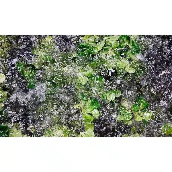 kronen gewa 2600 plus csm food processing technology washing lambs lettuce f71b0e4291